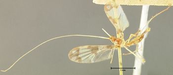 Media type: image;   Entomology 1233 Aspect: habitus dorsal view